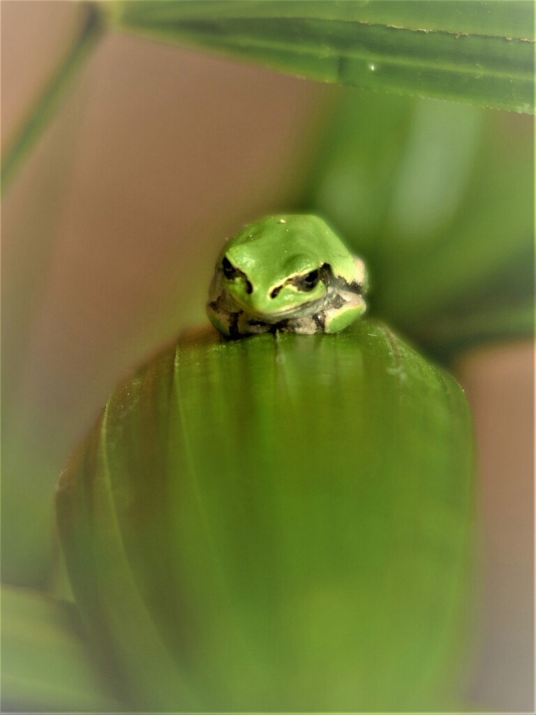 こども達・・・
