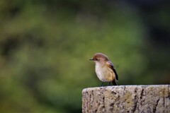 ジョビ子さん・・・