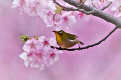 桜メジロ・・・