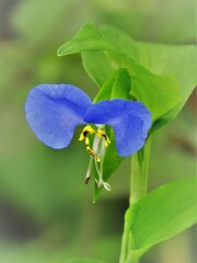 つゆ草・・・