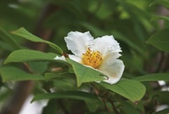 別名　夏椿だとか・・・