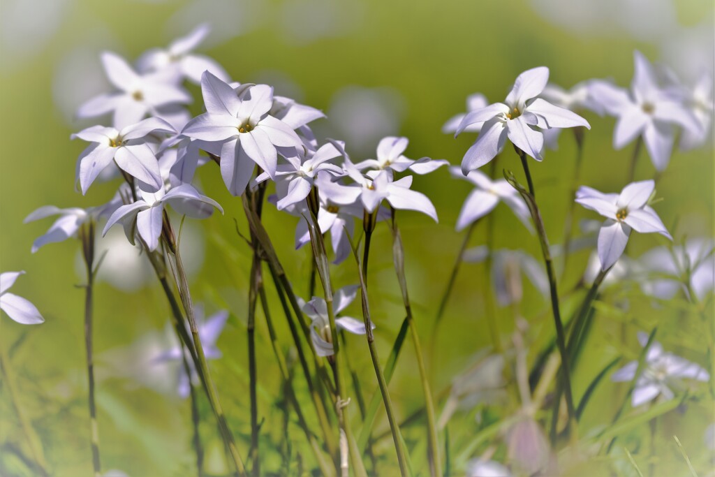 はなにらの花咲く頃・・・