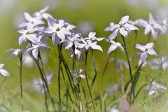 はなにらの花咲く頃・・・