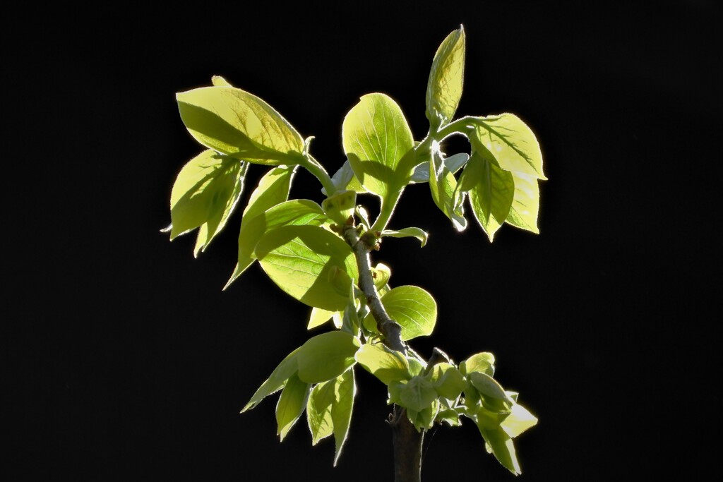 柿の新芽・・・