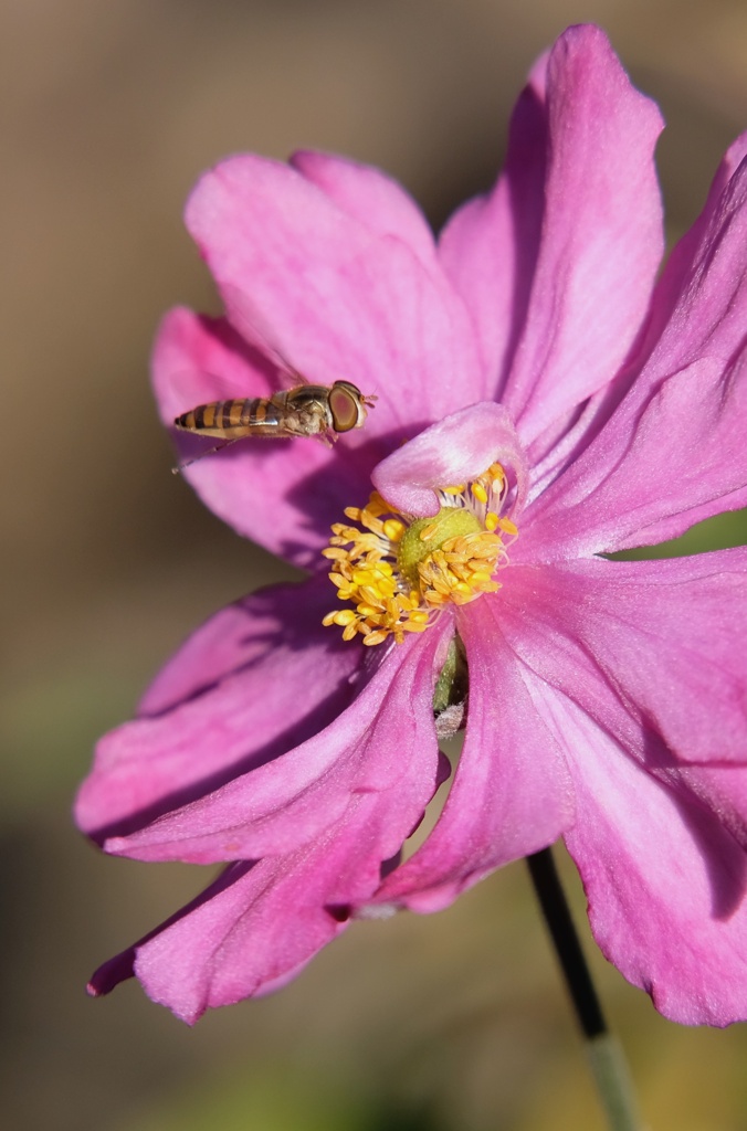 花とアブ・・・