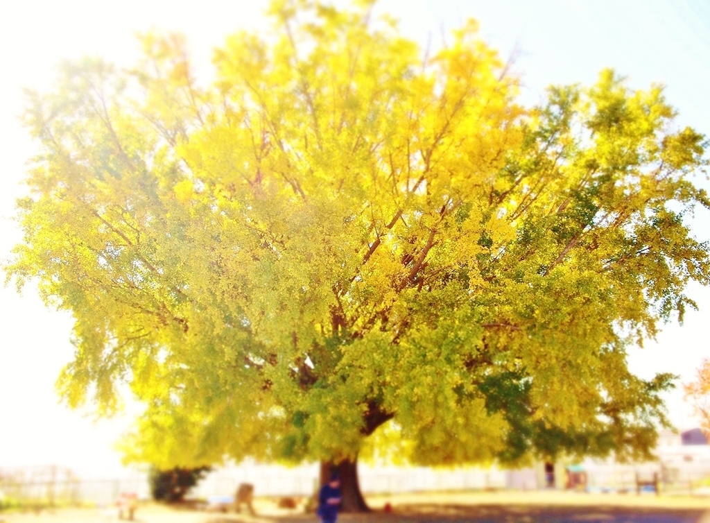 黄葉の時・・・