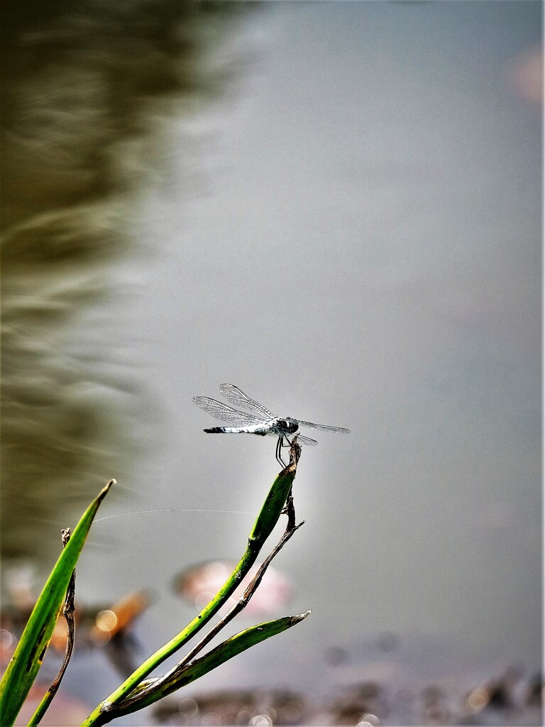 水辺とんぼ