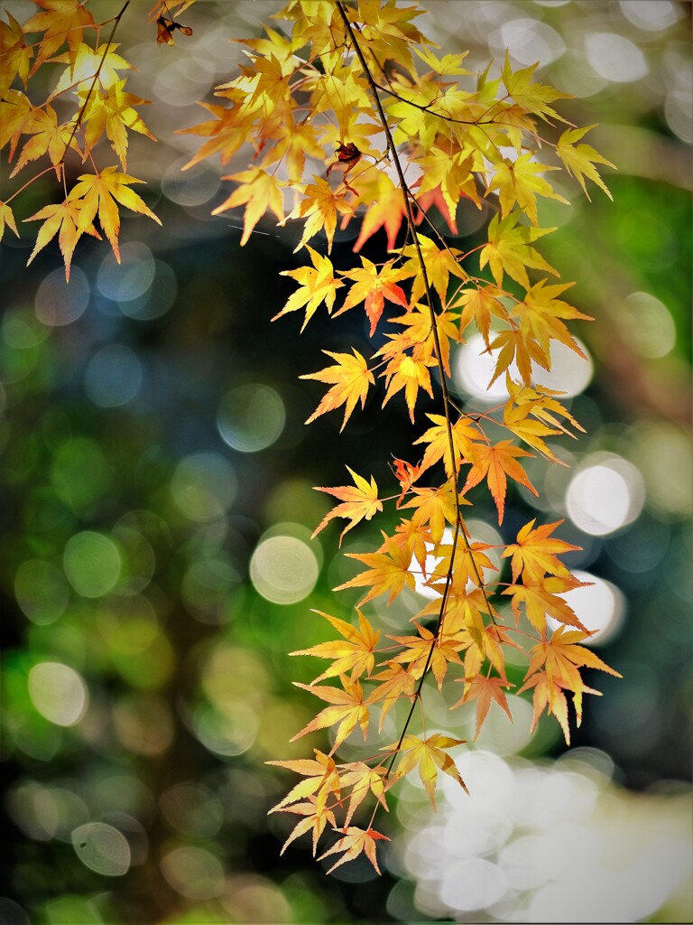 枝垂れ・・・