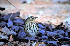 ビンズイさんの・・・