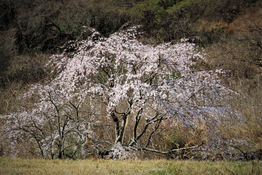 山里の桜・・・