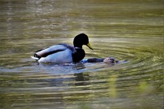 あら　何なさるの・・・