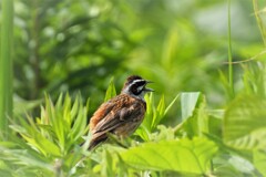 親と鳴きかわす・・・