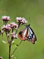 DSCF0026