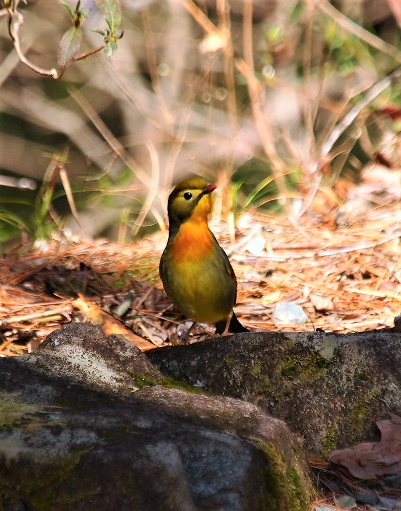相思鳥　P3036210