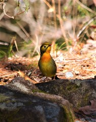 相思鳥　P3036210
