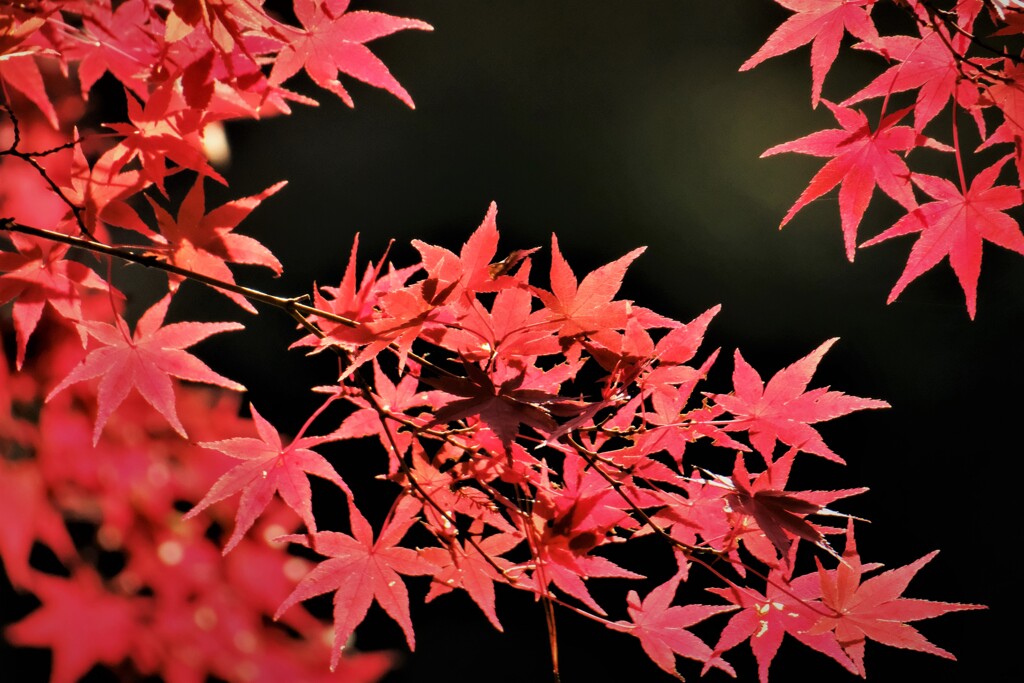 枯れのない紅葉・・・