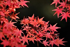 枯れのない紅葉・・・