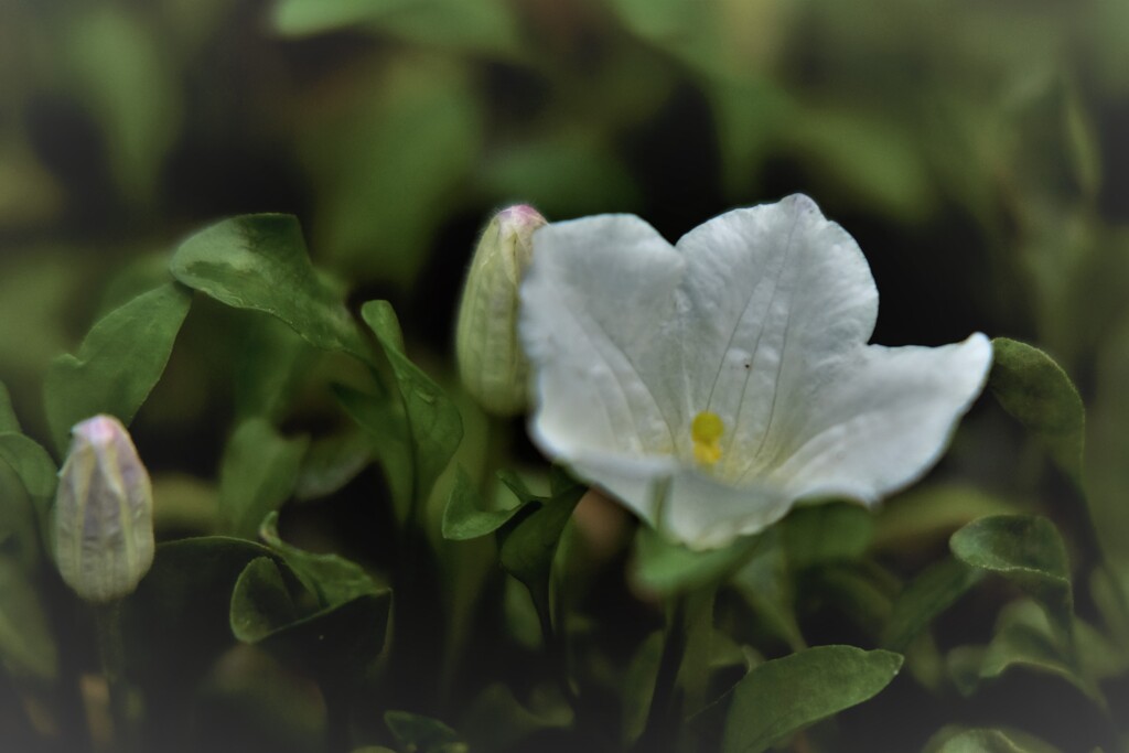 名前知らずの庭の草花・・・