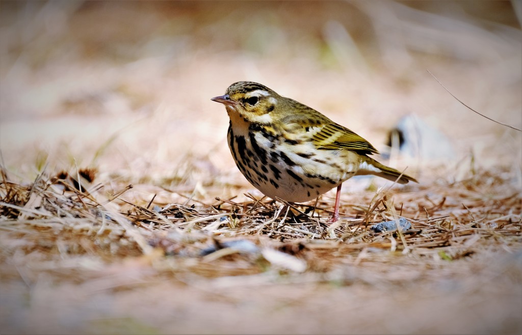 ビンズイさん　2