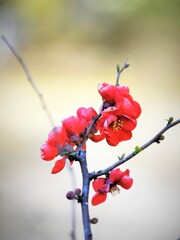 ぼけ・・・