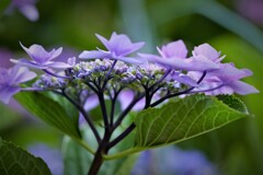 花影・・・