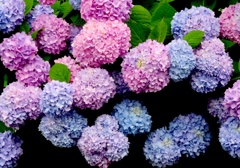 色々紫陽花・・・