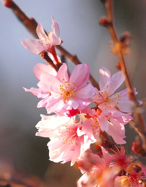 冬桜・・・