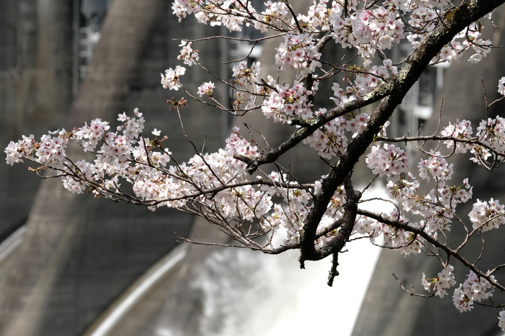秋葉ダム畔の桜・・・