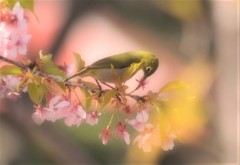 カワヅ葉ザクラに・・・
