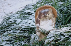 初めての雪・・・・・