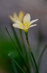 名前知らずな花・・・