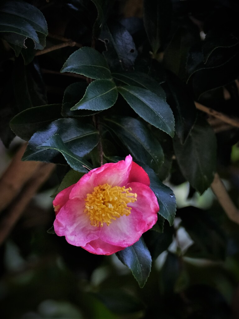 さざんか咲く・・・