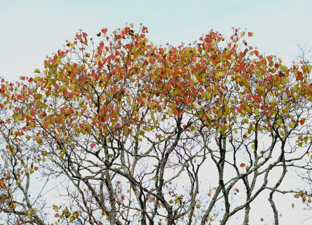 ナンキンハゼ紅葉進む・・・