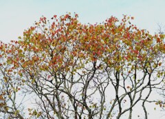 ナンキンハゼ紅葉進む・・・
