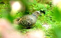 餌をさがすキジバト・・・