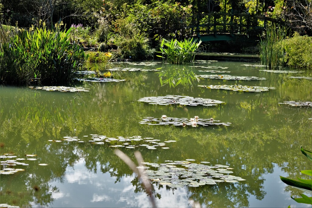 花博の時のモネの池・・・