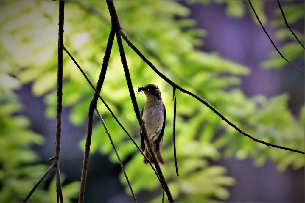 キビタキ　♀