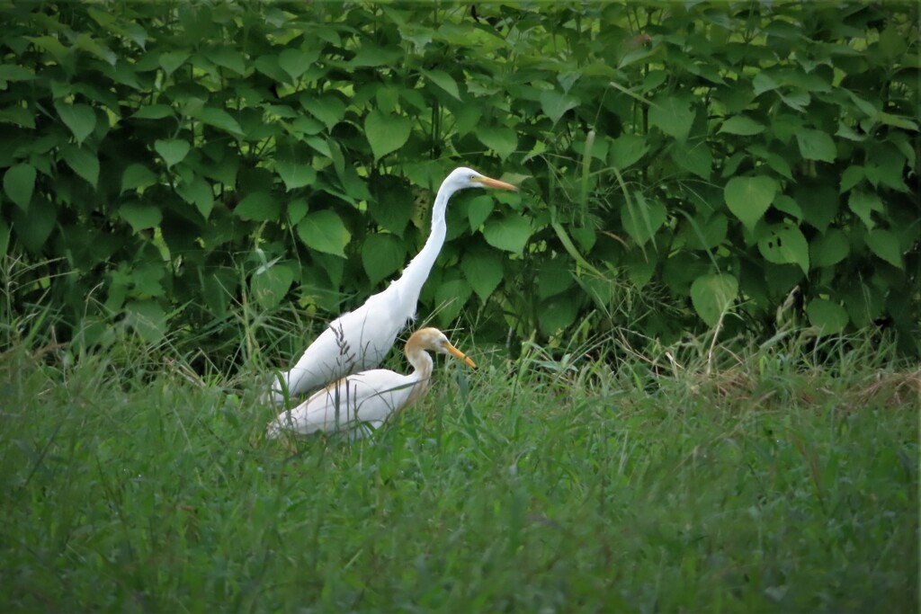 アマサギとダイサギと・・・