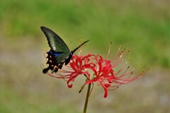 カラスアゲハ・・・
