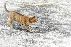 昨夜の雨で散ったなぁ・・・