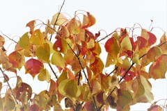 ナンキンハゼ紅葉・・・