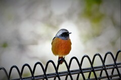 ジョビ男君・・・