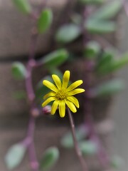果肉植物の花・・・・