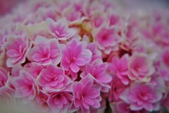 紫陽花売り場　3