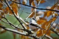 DSCF1037