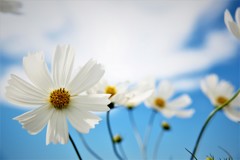 白い花と雲と・・・