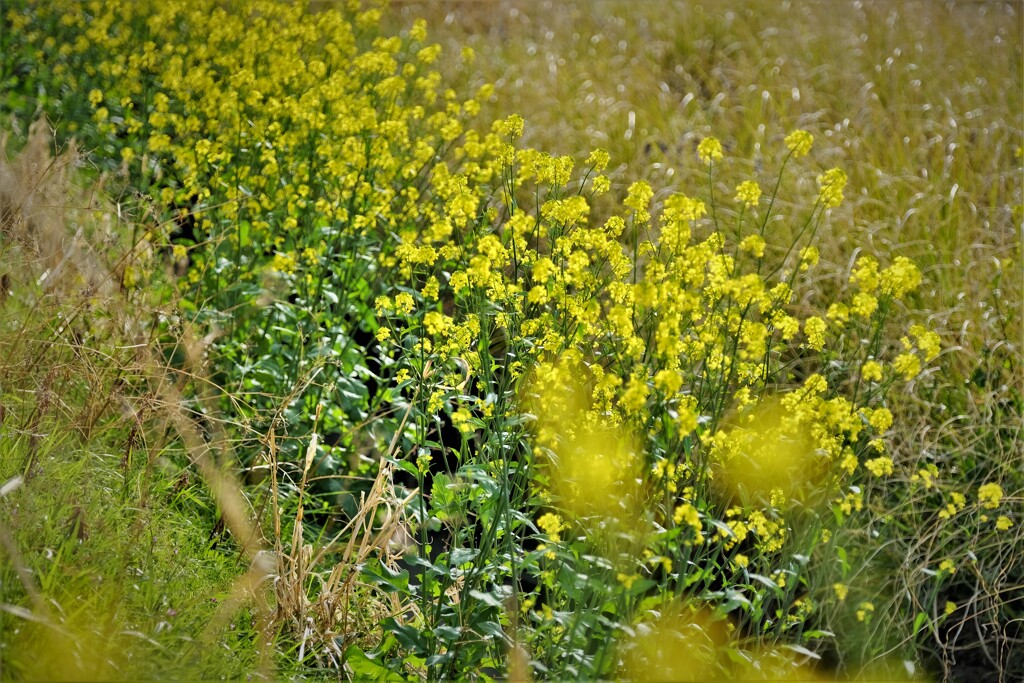 裏の荒れ地の菜花・・・