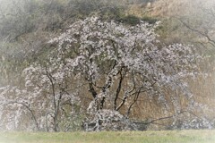 さくら咲く・・・