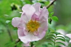 山椒薔薇・・・