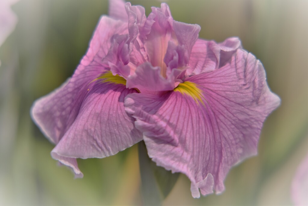 花菖蒲　2
